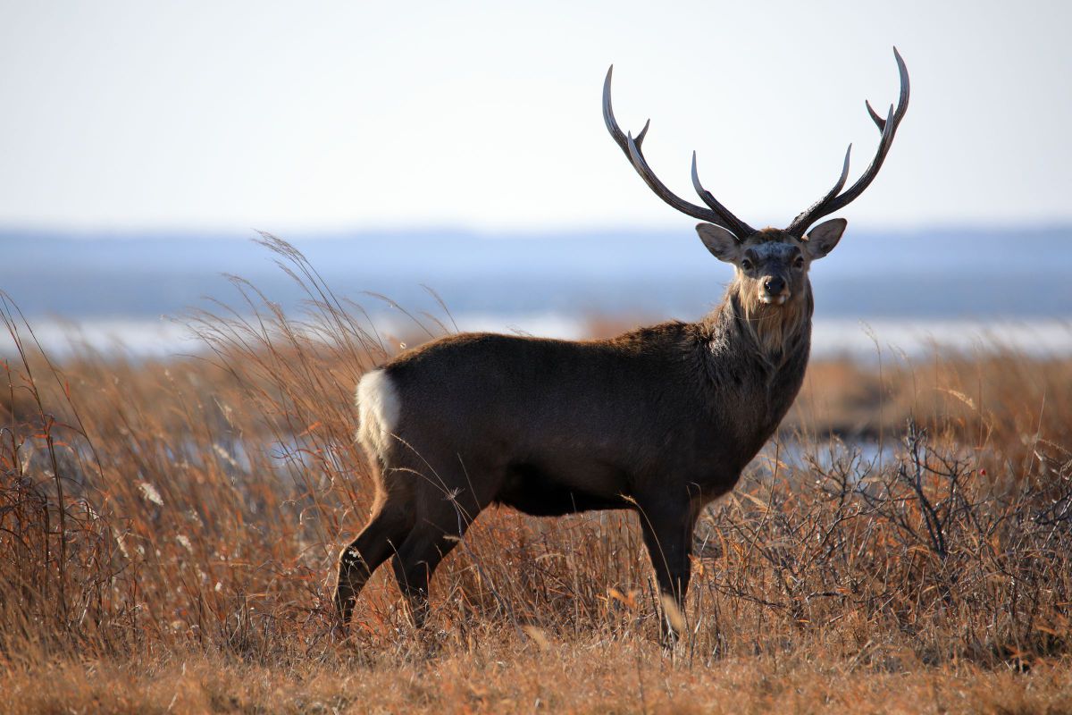 孤高 動物 その他の陸の生物 Ganref