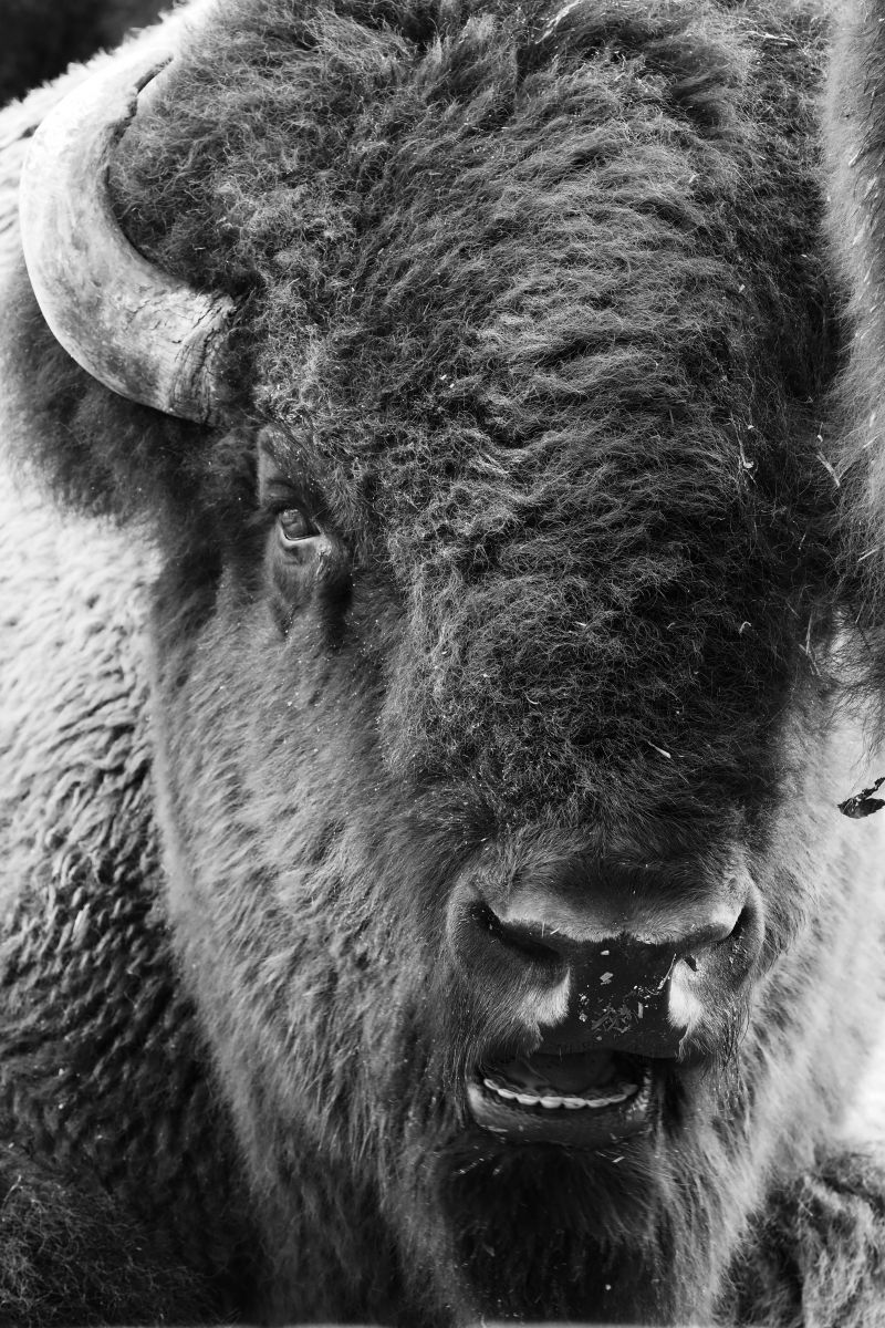 冬の猛牛 動物 その他の陸の生物 Ganref