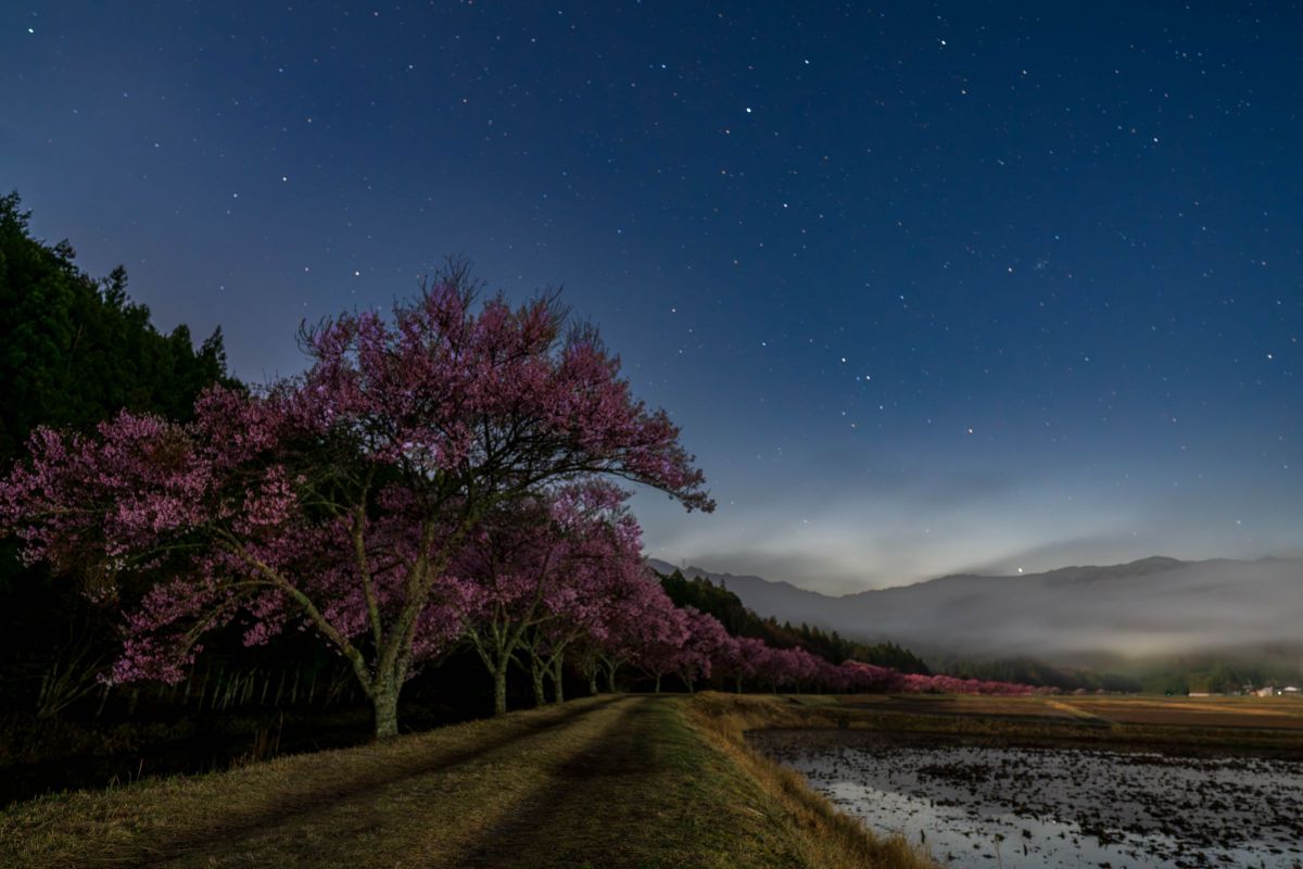 Spring night | GANREF