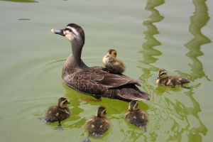 カルガモの親子専用ページ カルガモ親子 | GANREF