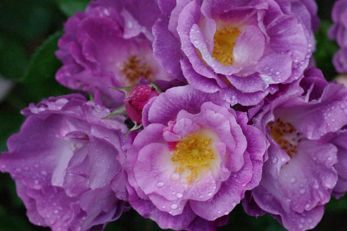 紫の薔薇 植物 花 花びら Ganref