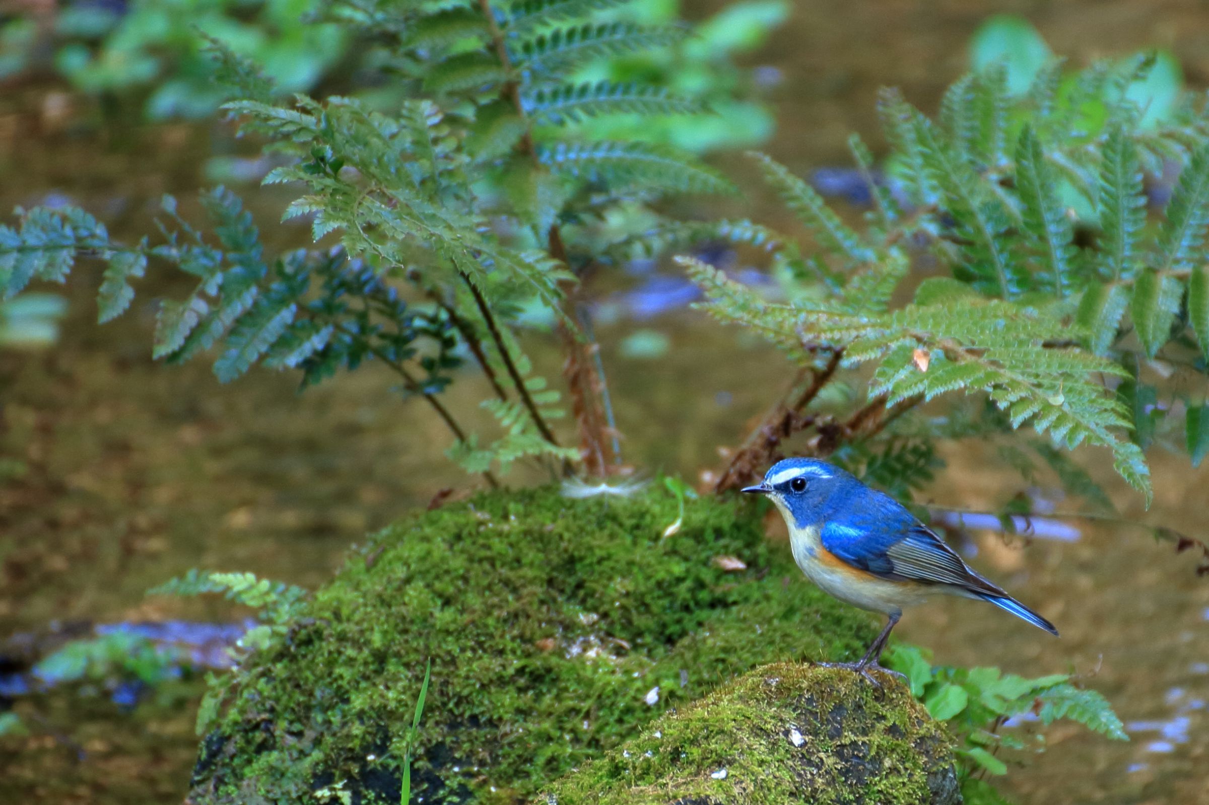 青ぃ鳥です 幸せを呼ぶ青い鳥 ルリビタキ 写真素材 [6433018] - フォト
