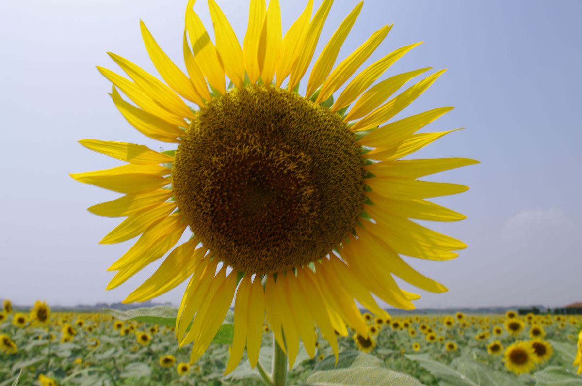 Nikon ニコン AF NIKKOR 24-85mm F2.8-4 D 写真検索結果 | 写真検索 | GANREF