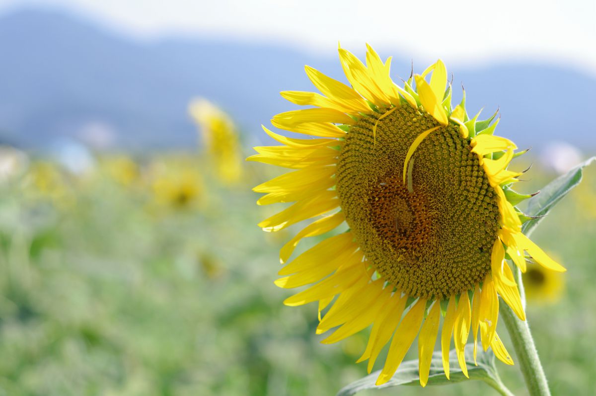 写真検索結果 | 写真検索 | GANREF