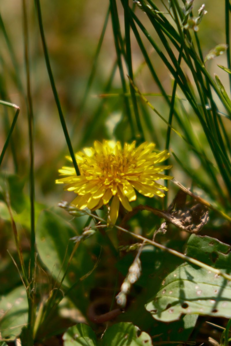 雑草の世界 GANREF