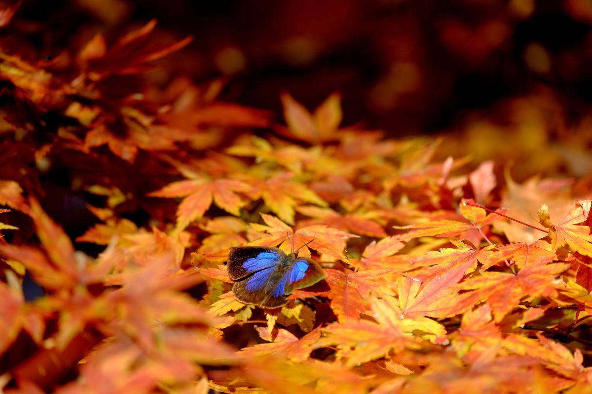 XC50-230mmF4.5-6.7 OIS で撮影された写真 | 写真検索 | GANREF