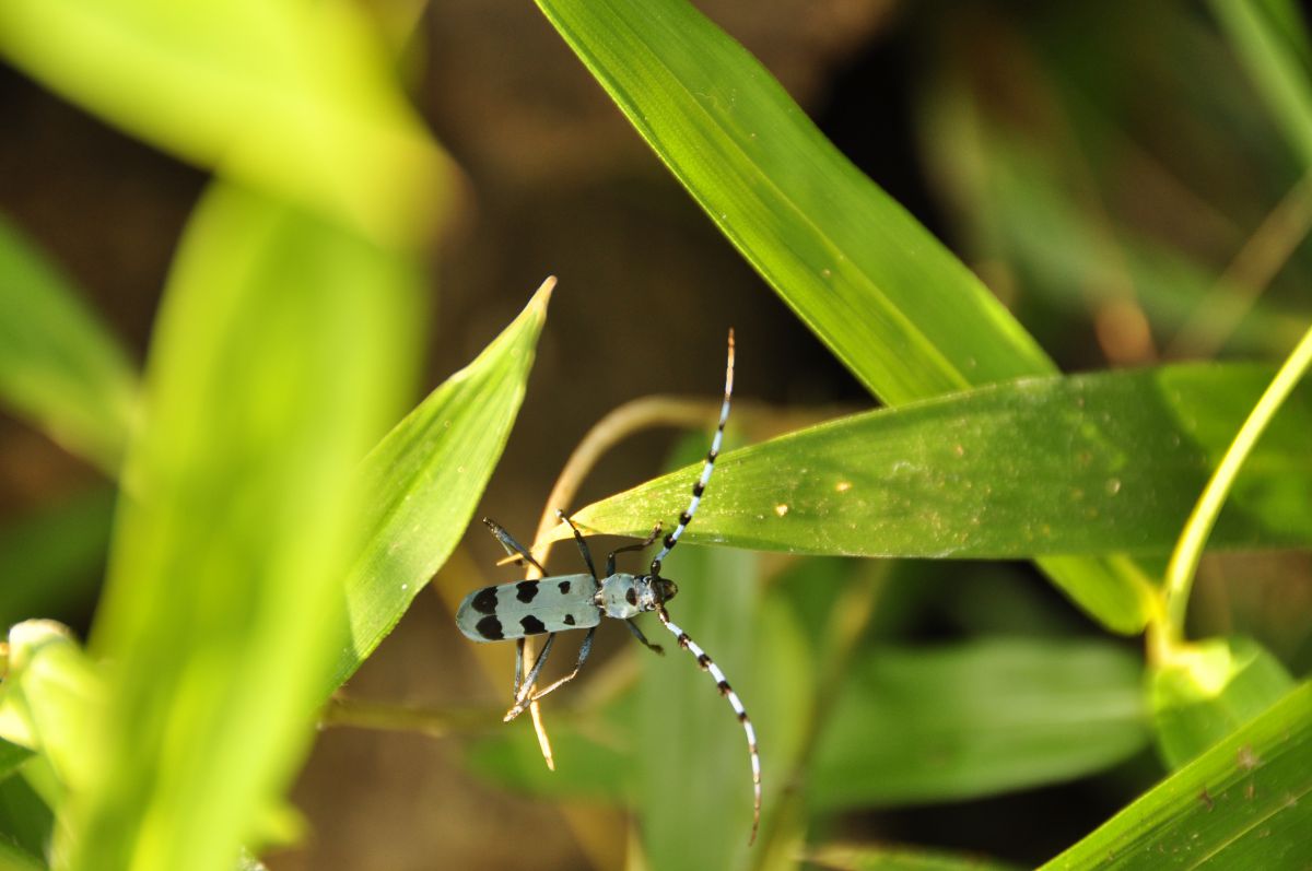 ルリボシカミキリ 動物 虫 昆虫 Ganref