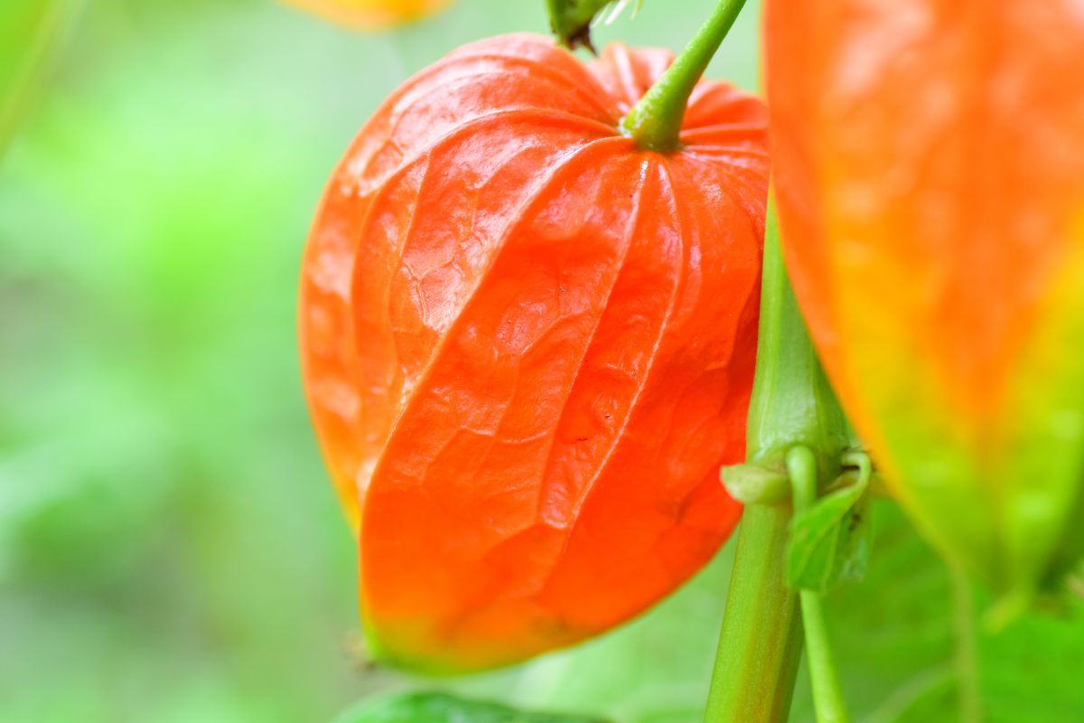 鬼灯 植物 実 果実 Ganref