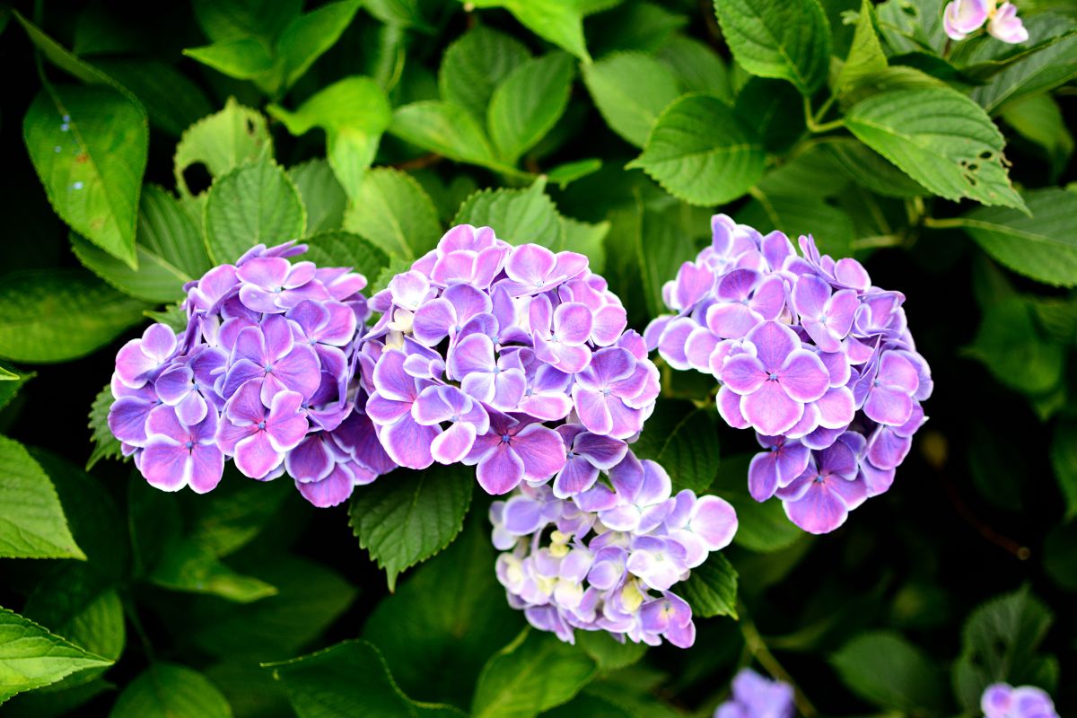 小さな小さなホンアジサイ 植物 花 花びら Ganref