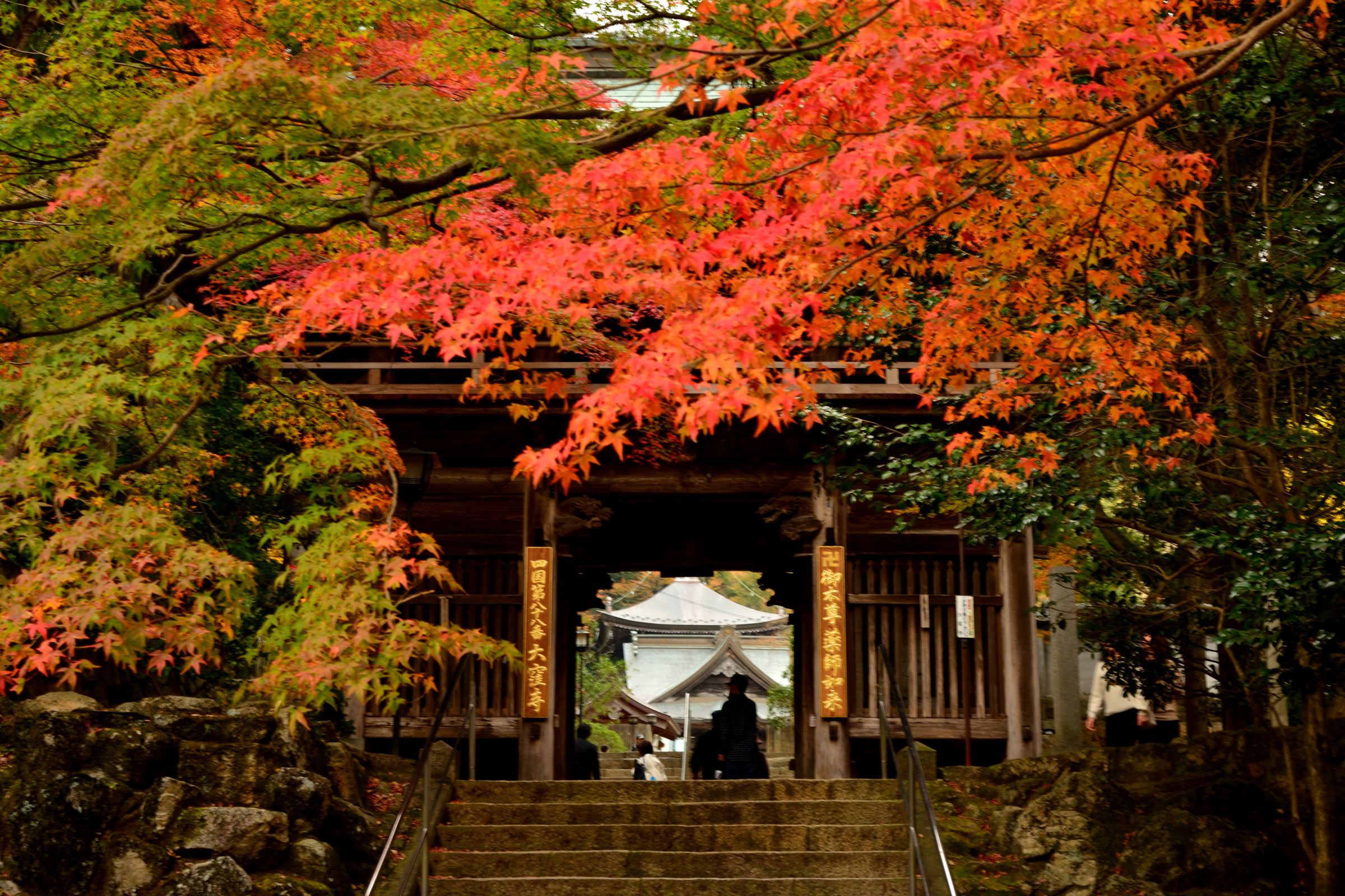 紅葉の始まった大窪寺 | GANREF