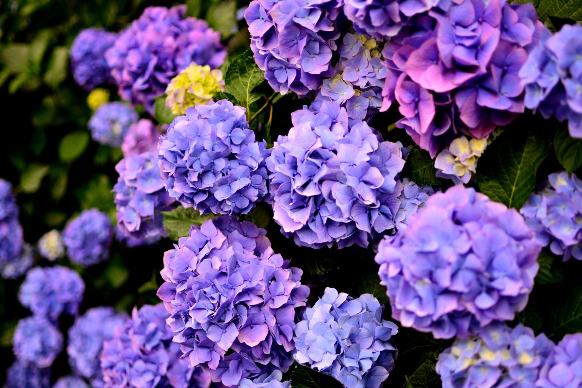 紫陽花の壁 植物 花 花びら Ganref