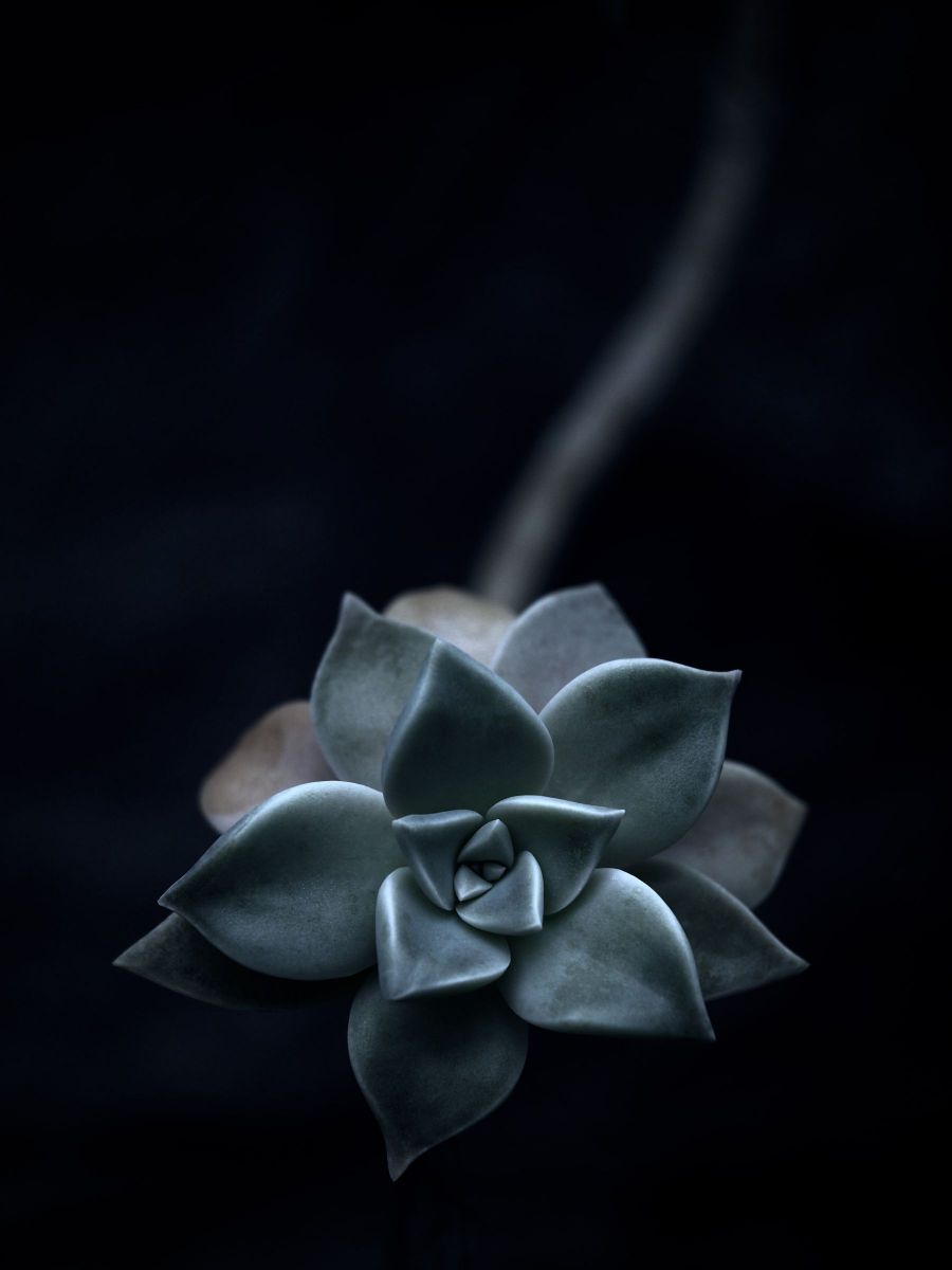 オボロヅキ GANREF