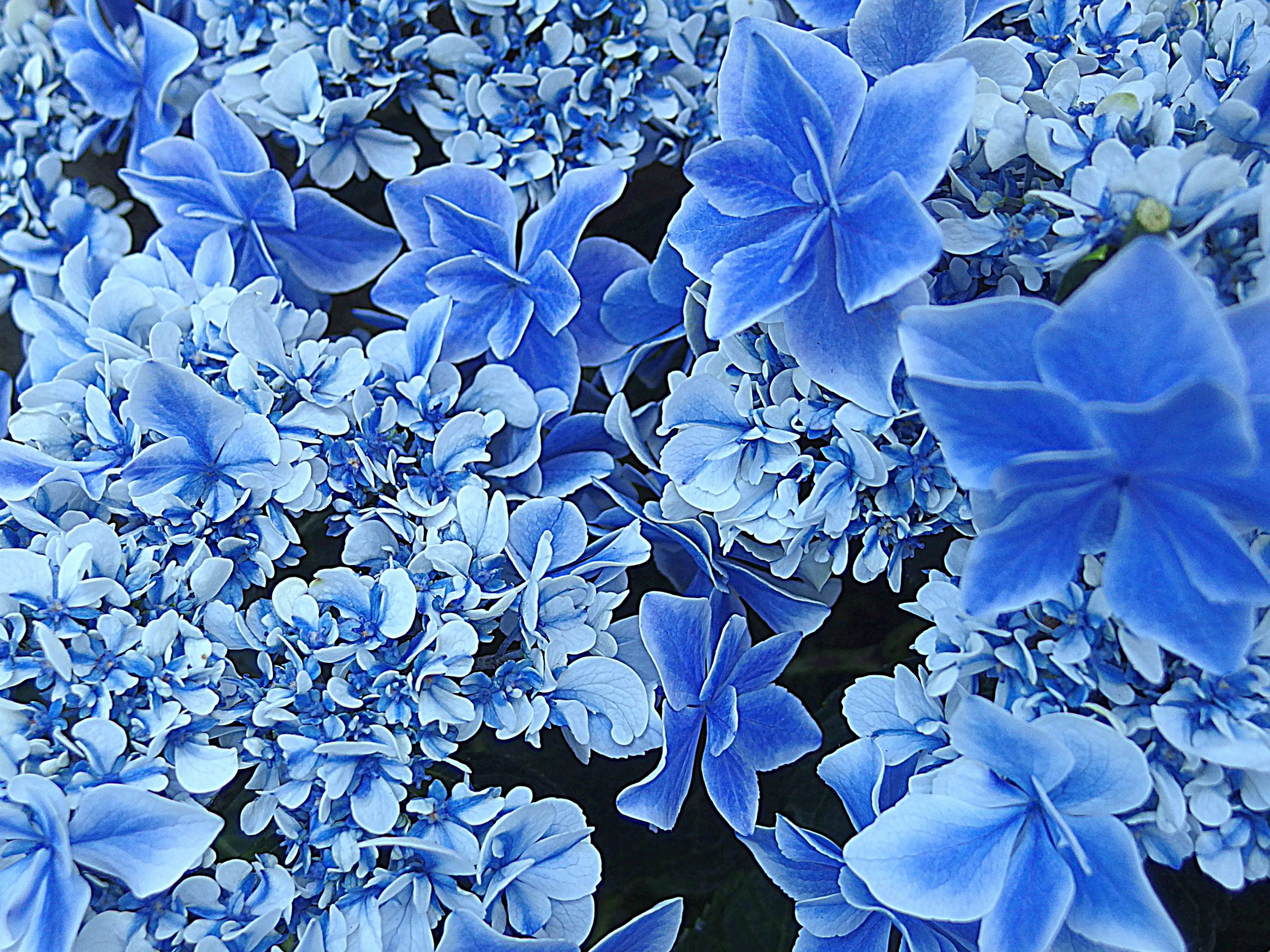 万華鏡 .jpg | GANREF