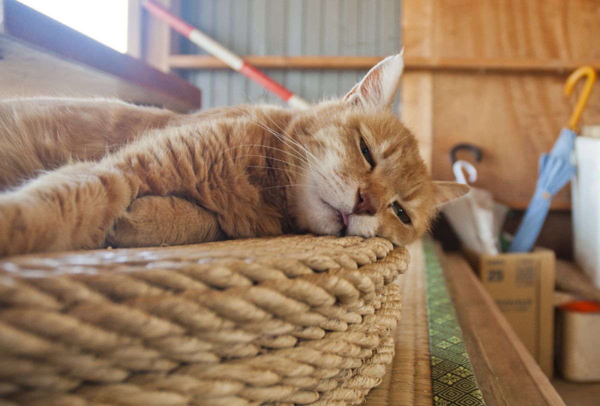 寝ぼけ顔 動物 猫 Ganref