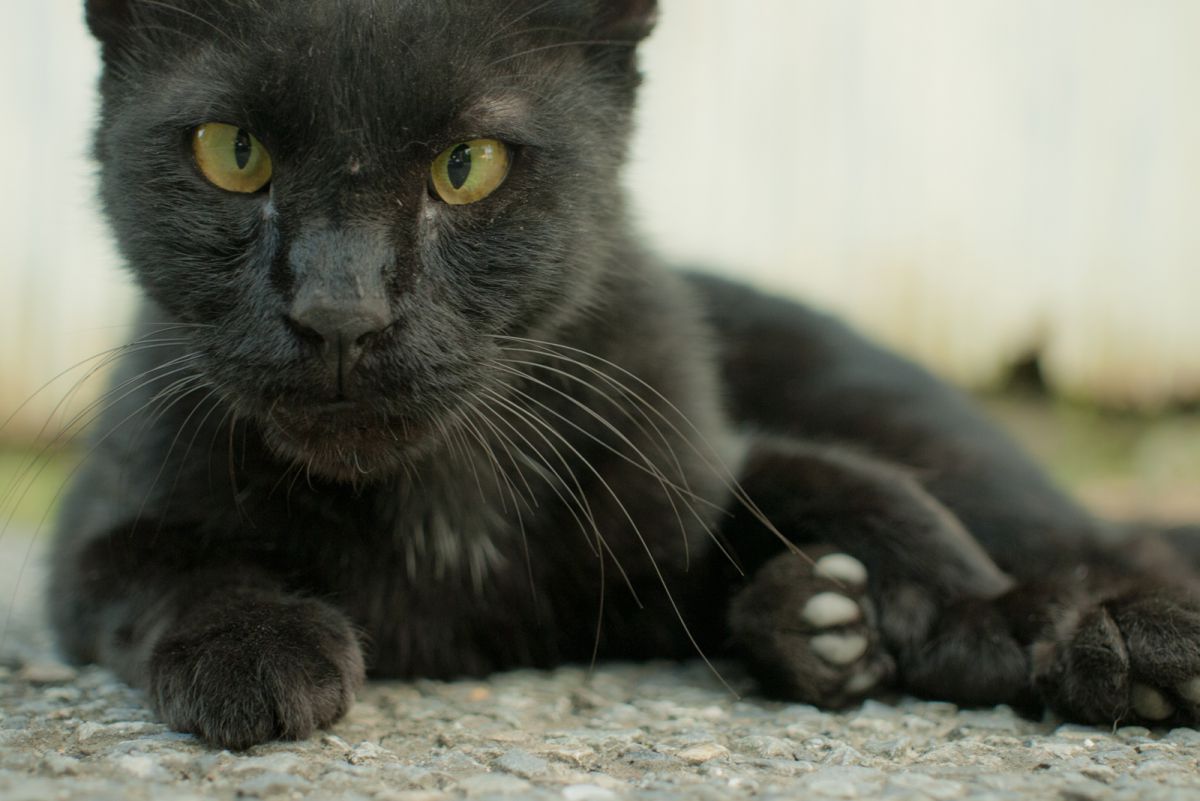 大の仲良し、黒の寄り目ニャンコ 動物 > 猫 GANREF