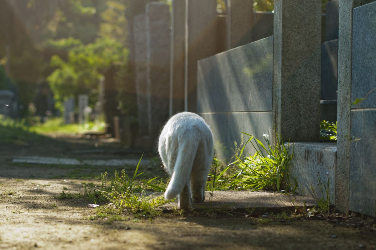 哀愁 動物 > 猫 GANREF