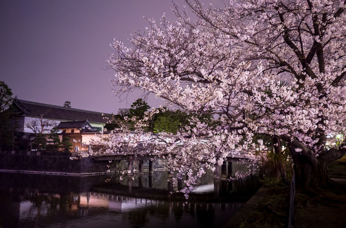 平川門の夜桜を愛でる 植物 花 花びら Ganref