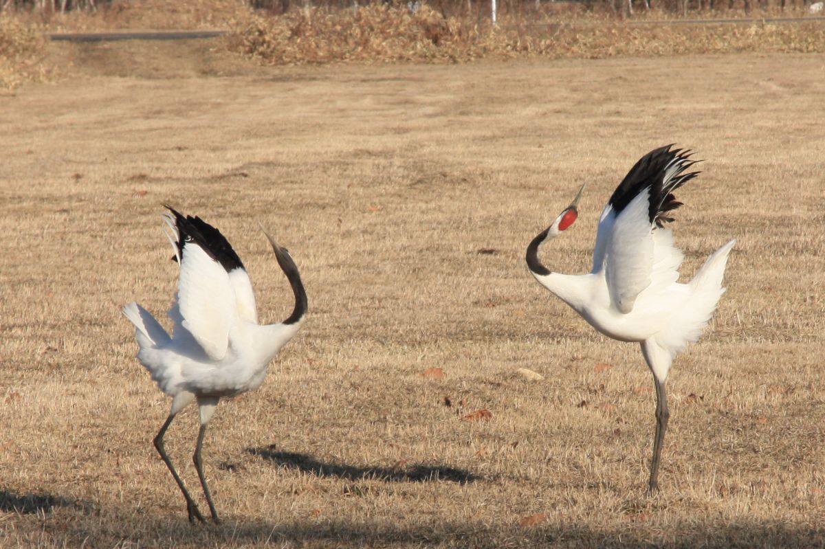 丹頂鶴 求愛のダンス 動物 鳥類 Ganref