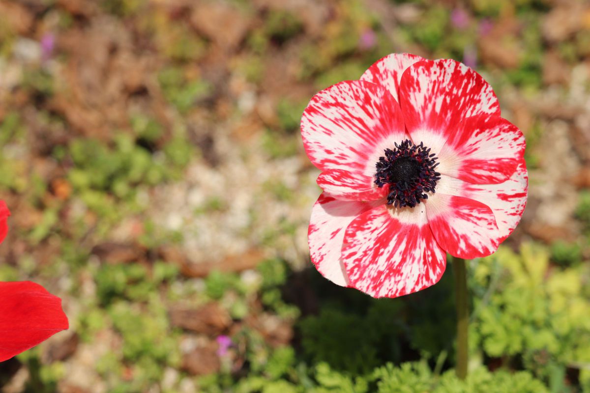 毒々しい色の花 植物 花 花びら Ganref