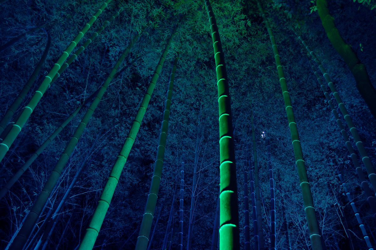 AF-S DX Zoom Nikkor 18-55mm f/3.5-5.6G EDで撮影された写真 | 写真