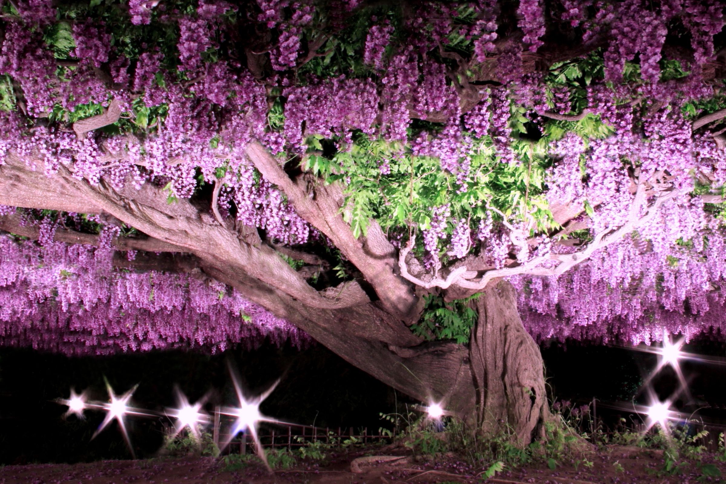 PALページ　藤　黒龍藤 フジ（藤）Japanese wisteria - 『工房momo』