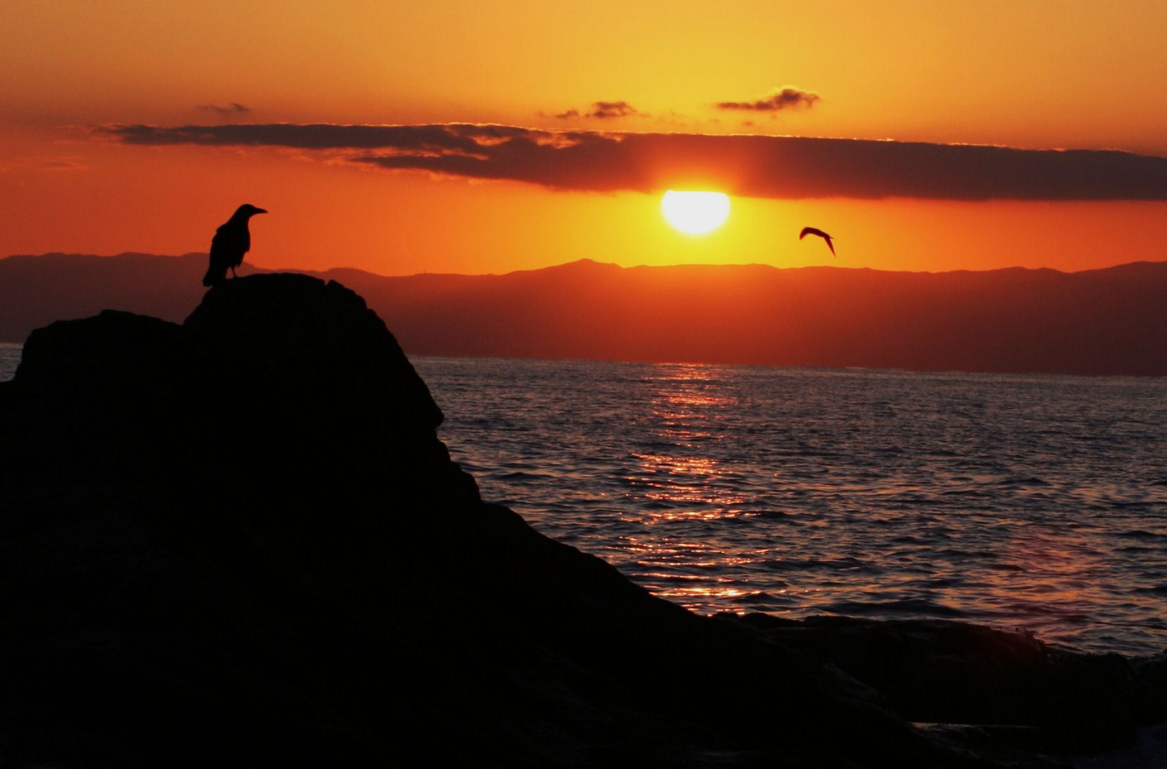 夕焼け鳥の休息 6934 烏の夕焼けにカモメが飛んだ | GANREF