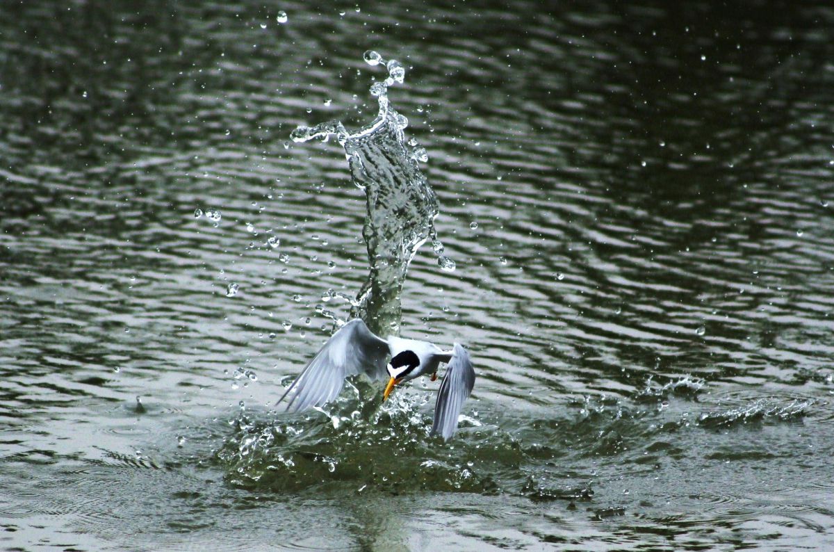 EF55-200mm F4.5-5.6 II USMで撮影された写真 | 写真検索 | GANREF