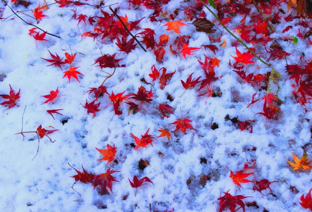 雪椛 自然 風景 森林 Ganref
