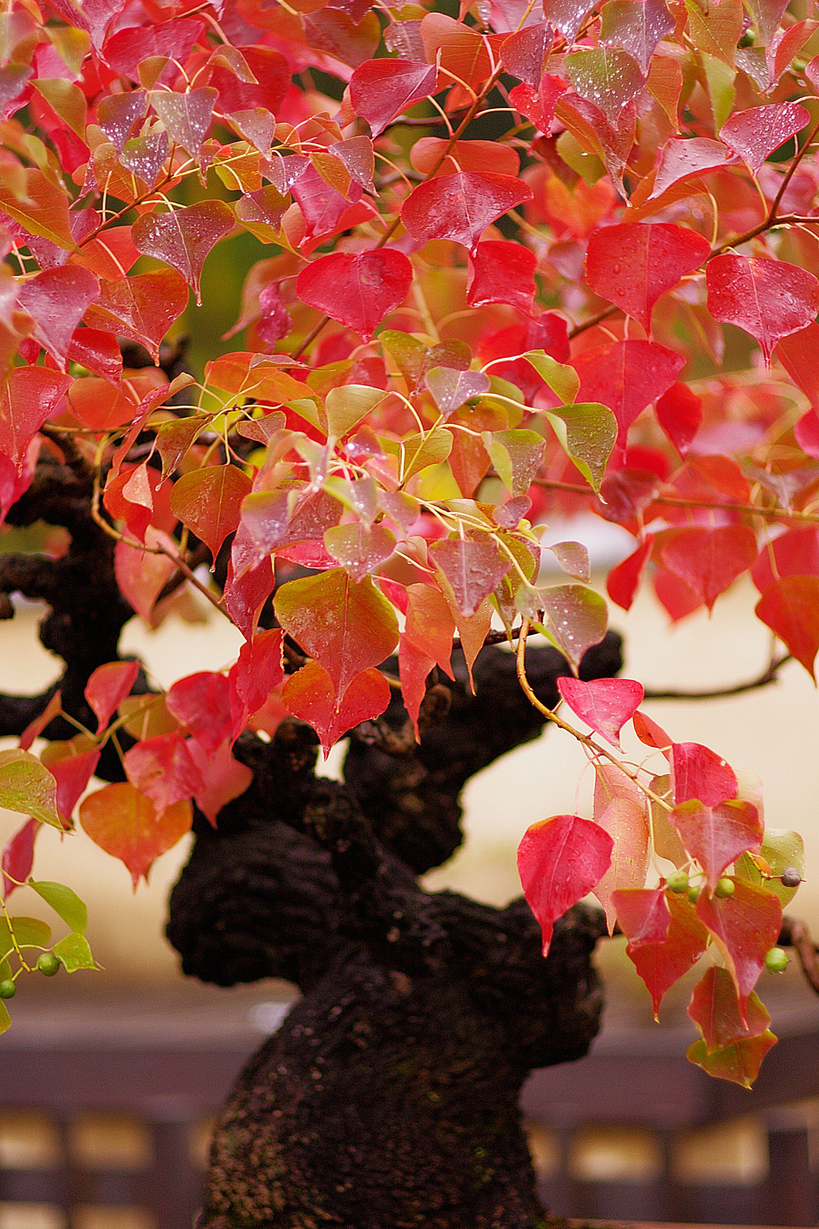 写真】賀茂神社のイロハモミジ＋紅葉（1）（宮城県） - スキマ