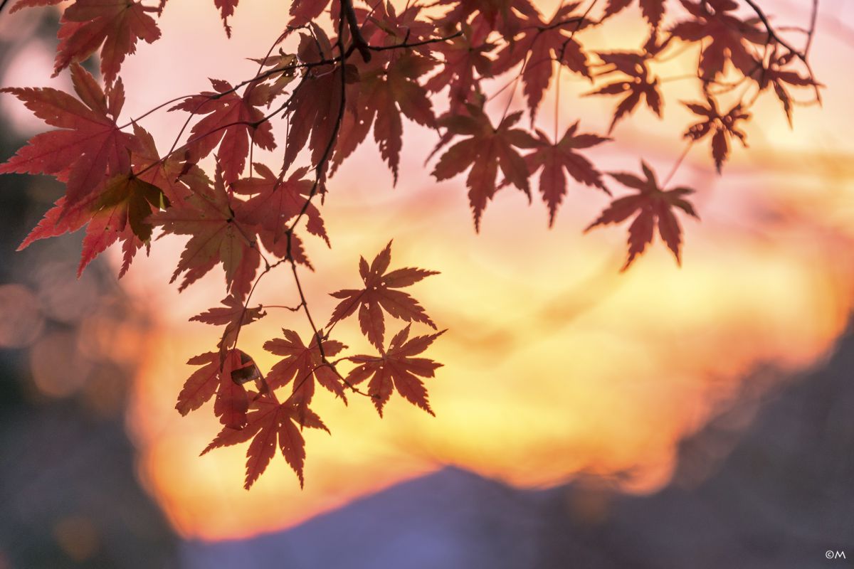 夕もみじ 植物 紅葉 Ganref