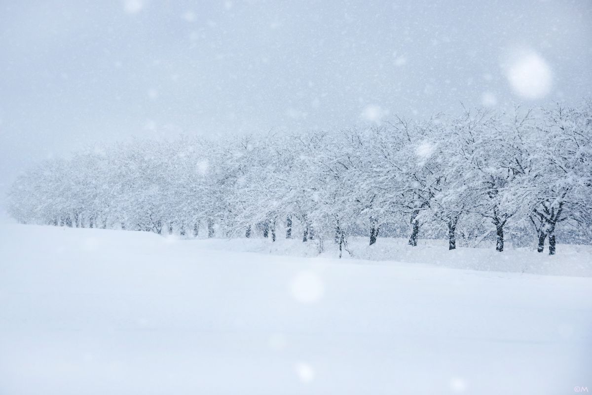 雪の降る日に 自然 風景 気象 天候 天気 Ganref 雪の降る日に 自然 風景 気象 天候 天気 Ganref