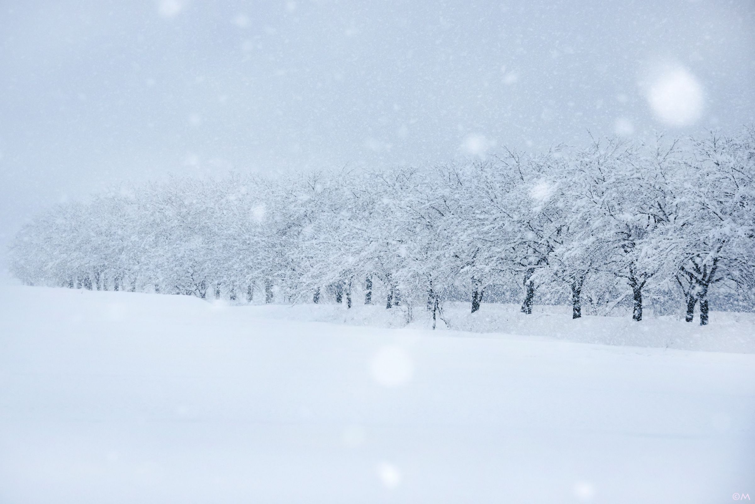 雪の降る日に | GANREF
