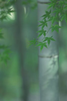 デジタルカメラマガジン 2022年7月号選考〈風景写真（夏）部門