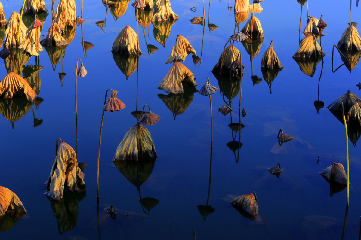 冬の音色 自然 風景 水辺 Ganref