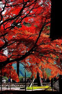 紅葉☆ お蔵の中の紅葉（20 大宰府・光明禅寺庭園 | GANREF