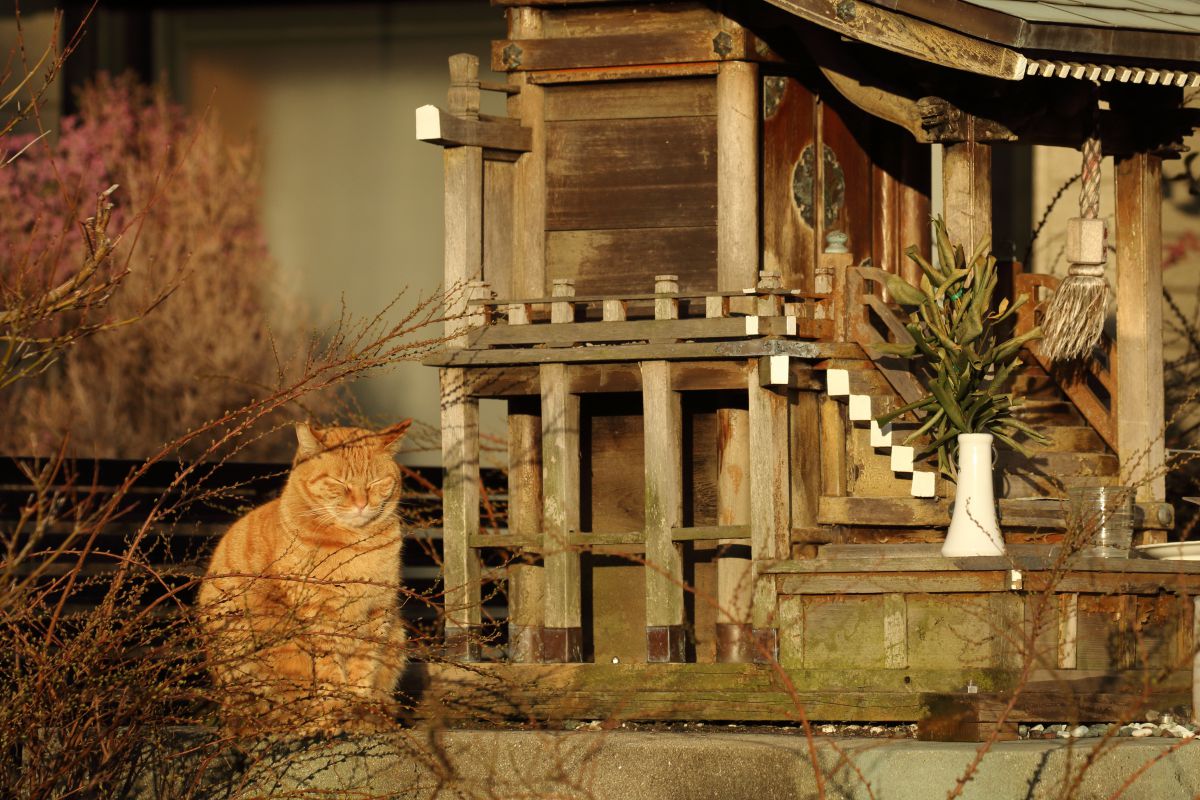 猫神様 動物 猫 Ganref