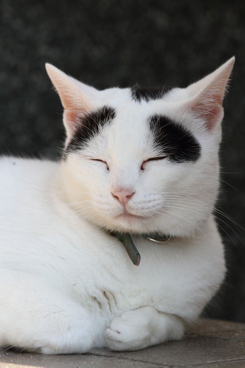 よきにはからえ 動物 猫 Ganref