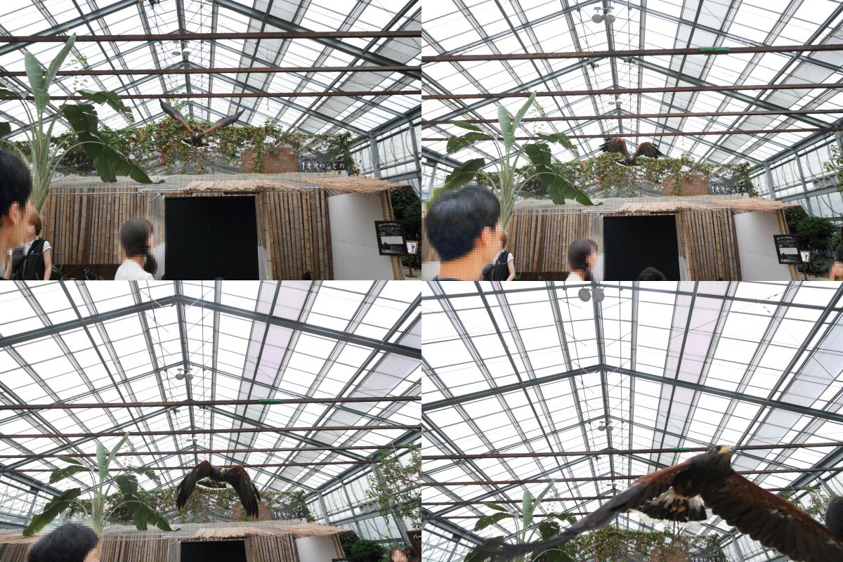 キヤノン EOS 70D レビュー」 第3回：高速連写 | GANREF