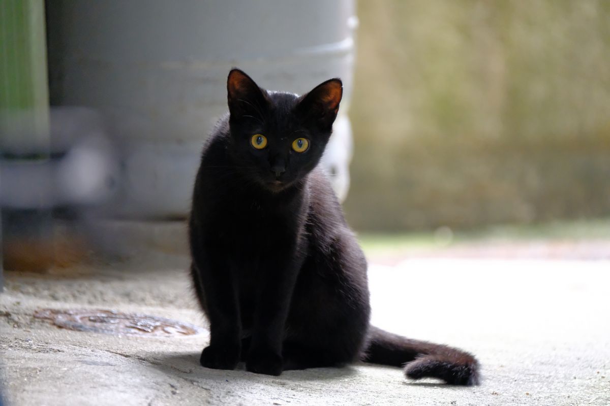黒猫2 黒猫こんぶの飼い主 on X: 