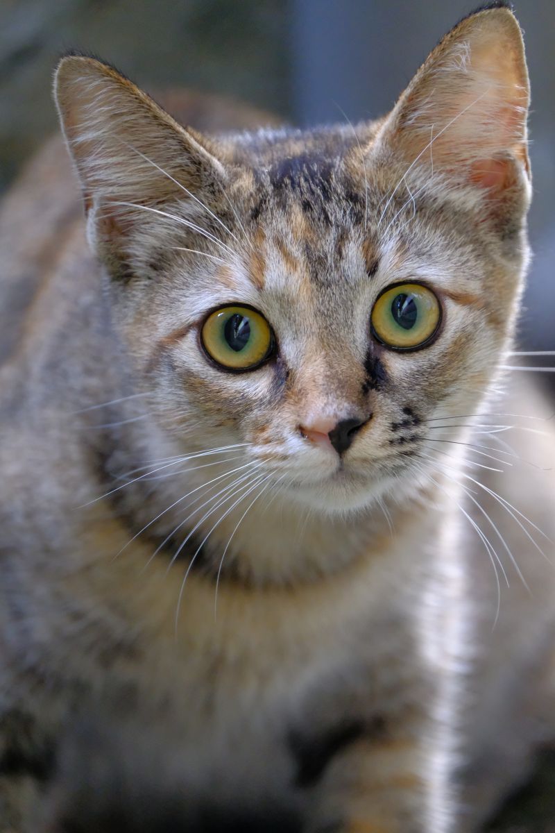 左向きの猫 ② 楽天市場】【クーポン4種あり】リサラーソン 猫 置物 ミカ MIKA ネコ