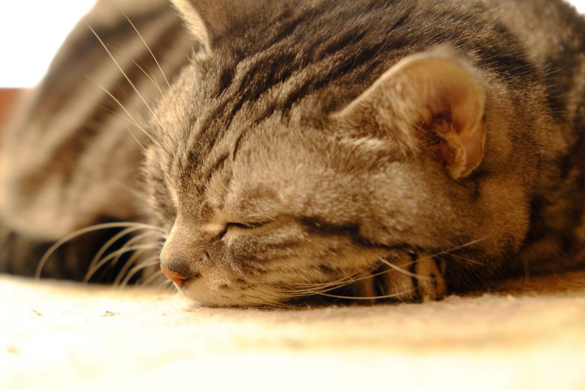 極楽ホットカーペット 動物 猫 Ganref