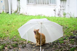 写真 サムネイル