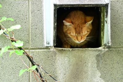 梅雨は嫌
