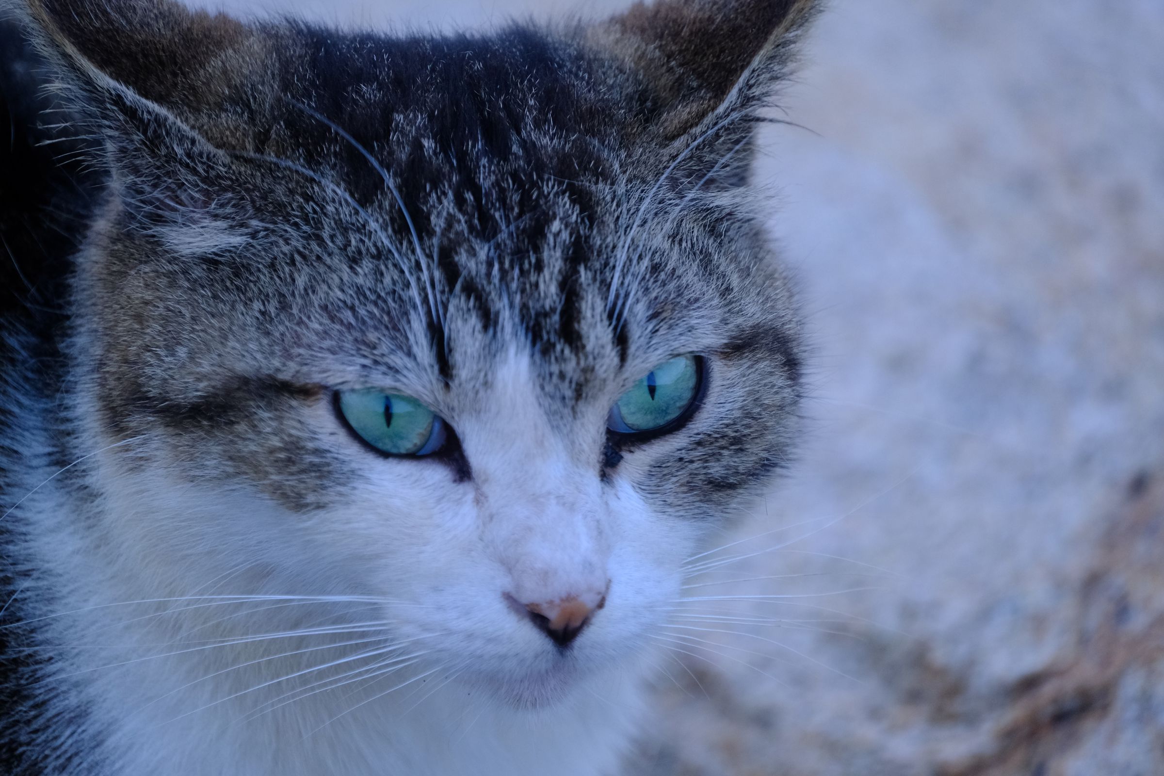 ターコイズブルーの瞳 | GANREF