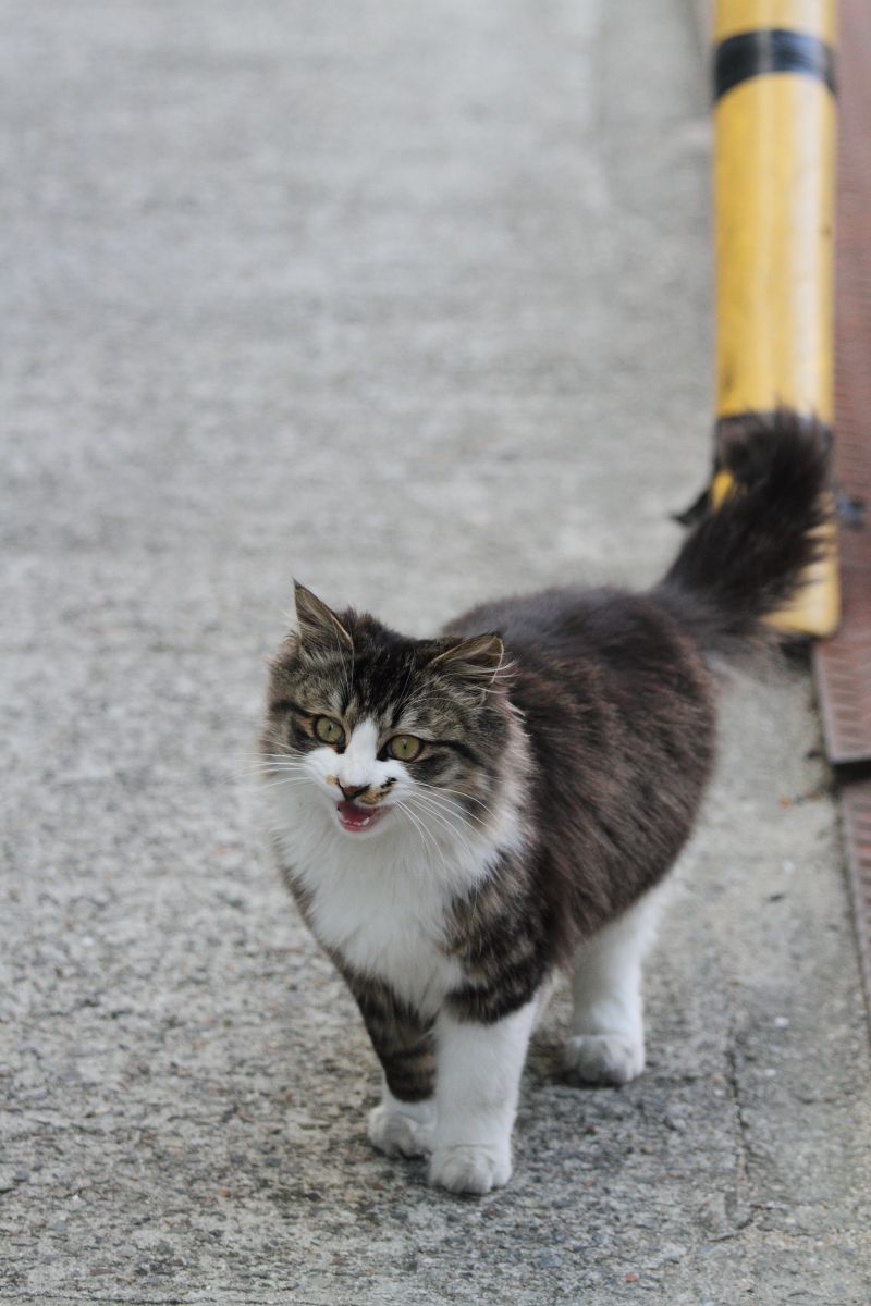またね 動物 猫 Ganref