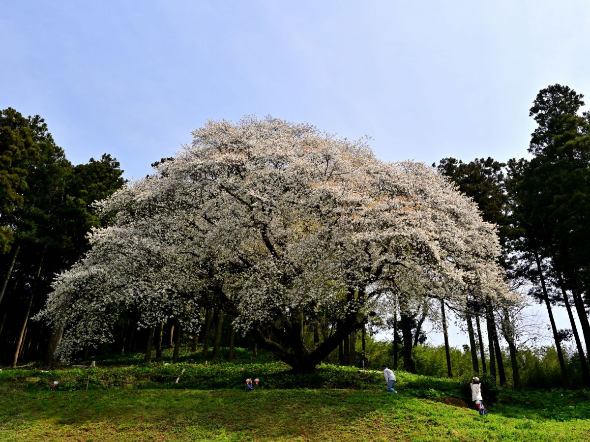 画像確認 NIKKOR Z 17-28mm f/2.8で撮影された写真 | 写真検索 | GANREF