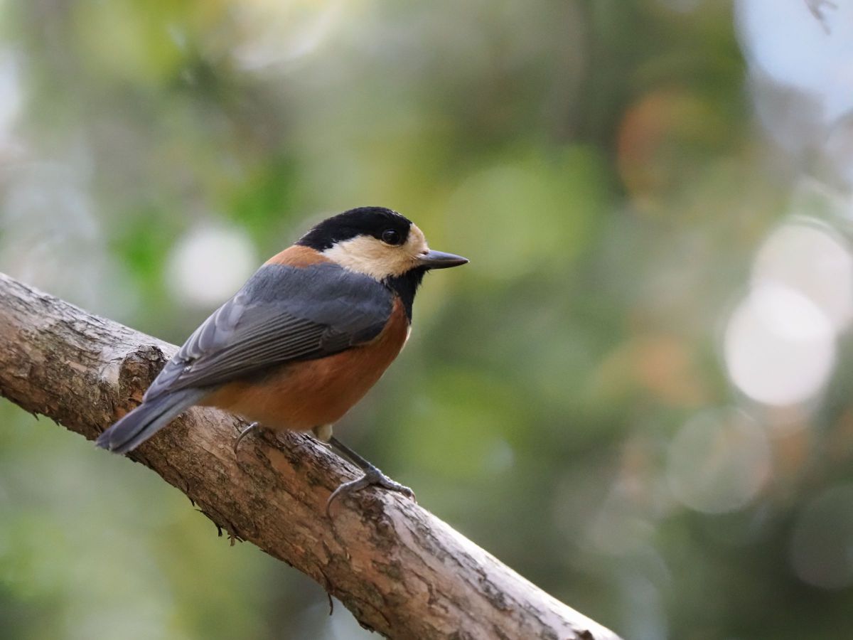 M.ZUIKO DIGITAL ED 150-400mm F4.5 TC1.25x IS PROで撮影された写真