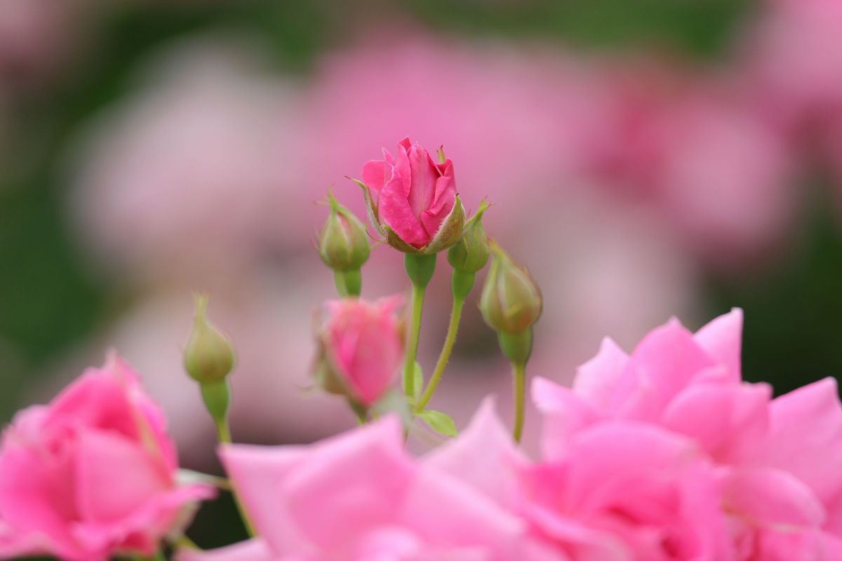 スター誕生 GANREF