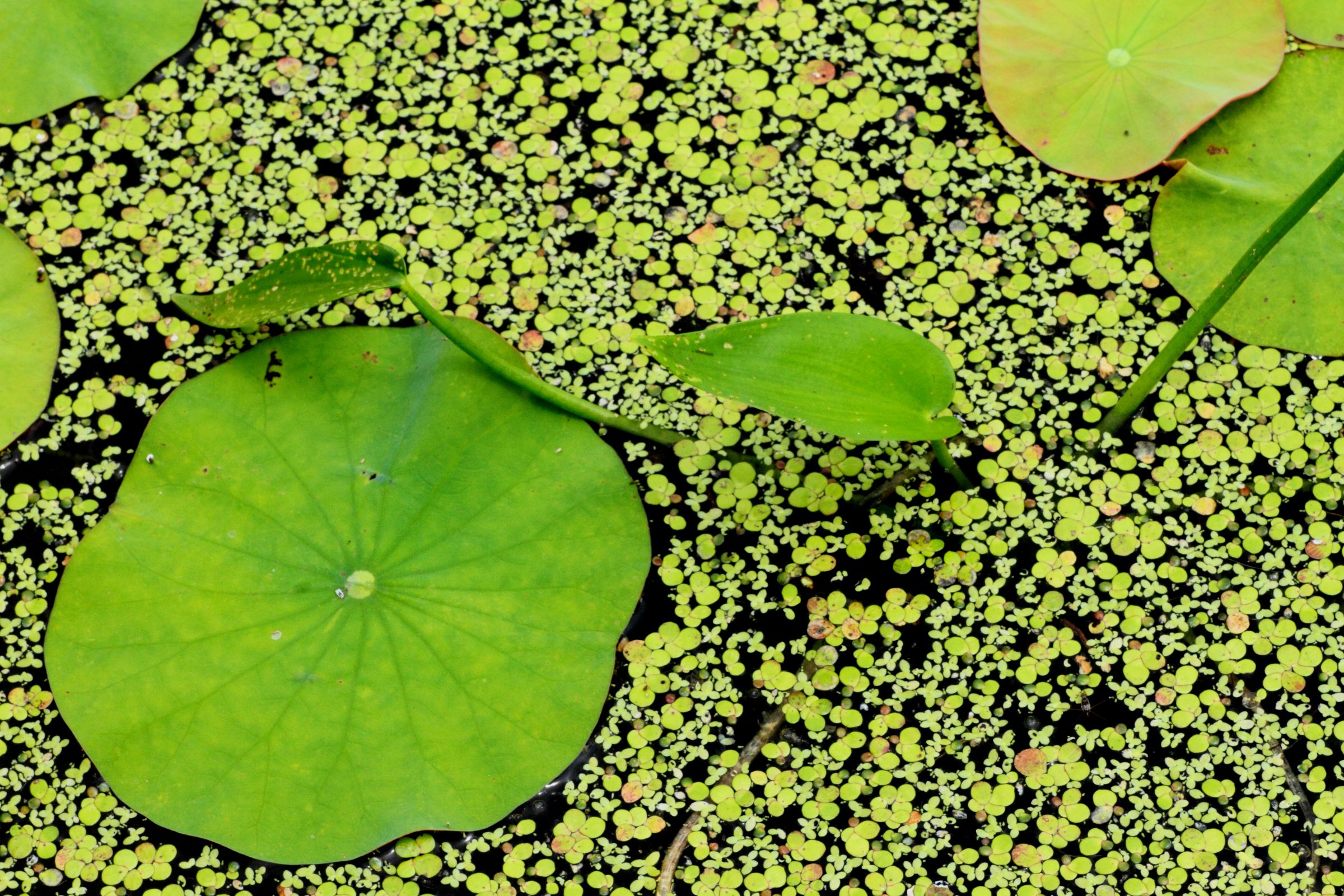 蓮の葉 ニュース画像：“蓮(ハス)の花”をあしらった模様 座席の注意書きも