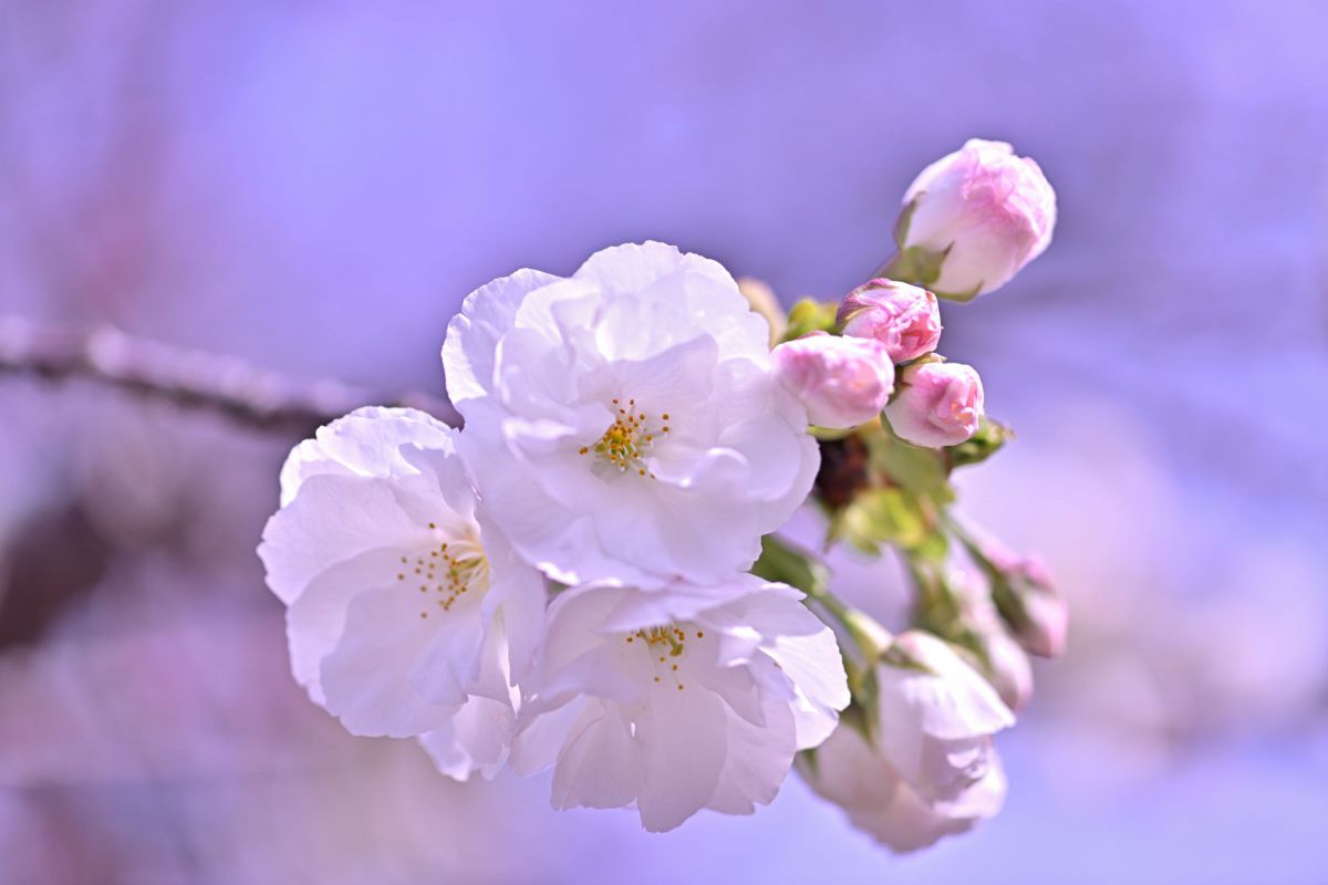 ◇しろちゃん様オーダー品◇八重桜10個◇ MDAwMDA2Mjk1Nw_MC45NDYzMzMwMCA